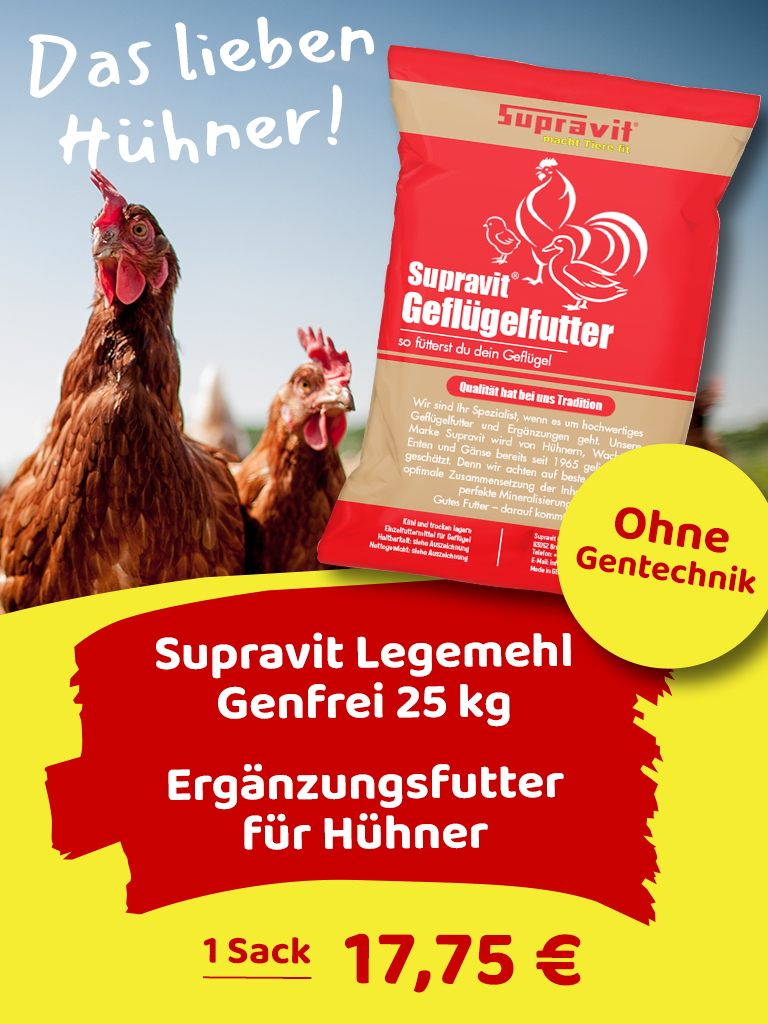 Teaser Geflügelfutter: Zwei neugierige Hühner Nahaufnahme, Verpackung Geflügelfutter im Vordergrund, Preislabel